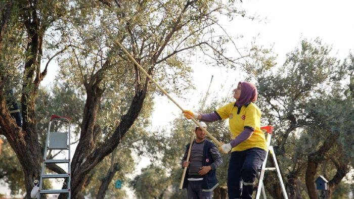 TARSUS BELEDYES TOPRAKTAN HALKA ZEYTNYAI ULATIRIYOR...