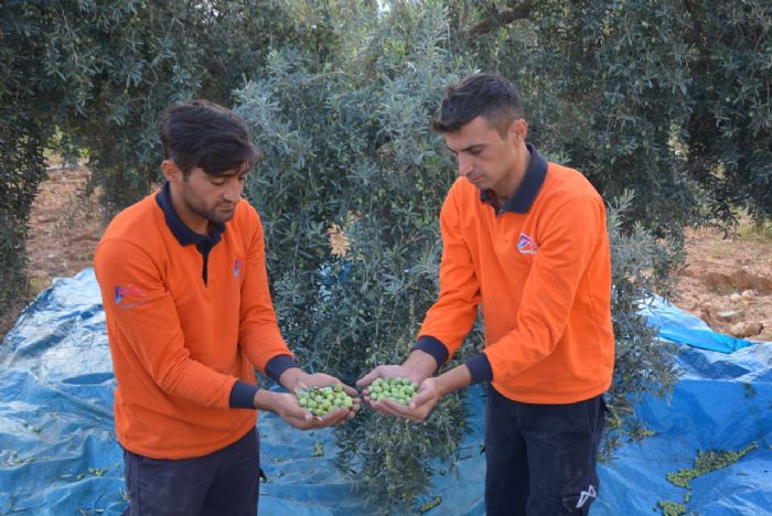 VATANDAIN ZEYTN DORUDAN HALKIN SOFRASINA GELYOR...