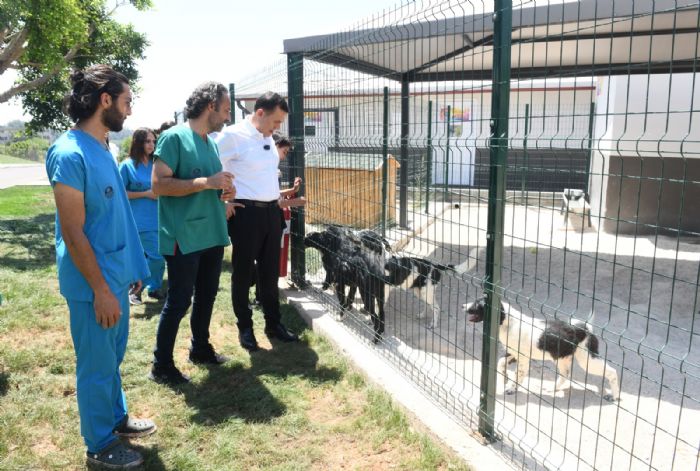 Yeniehir Belediyesi Sokak Hayvan Sahiplendiriyor... 