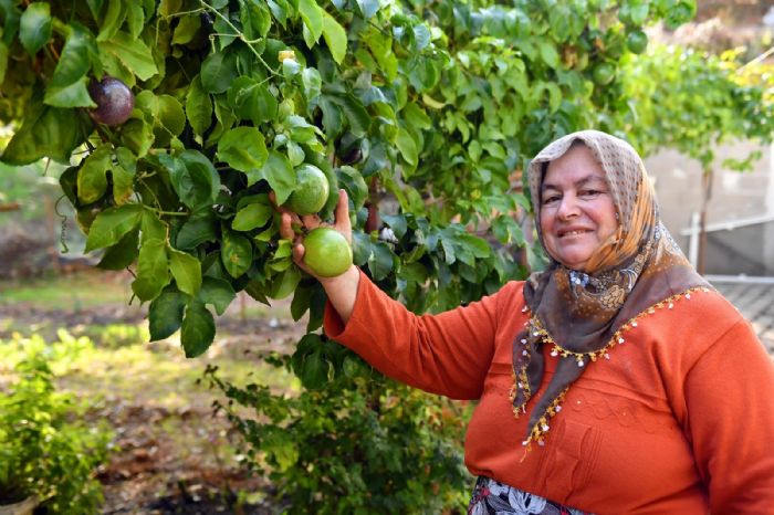 ANAMURLU PASSFLORA RETCLER BYKEHRN DESTEKLERYLE HASAT YAPTI...