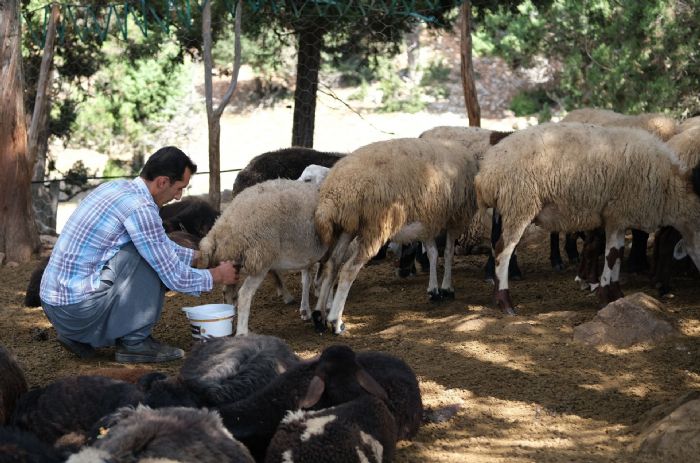 KKBA HAYVAN DESTENDE GER TOPLAMALAR BALADI